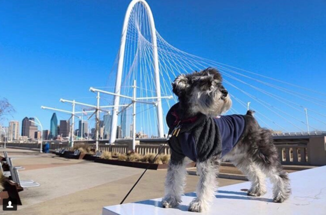Pet lovers at the proposed Amazon HQ2 site at Trinity Groves will find many enjoyable ways to exercise.